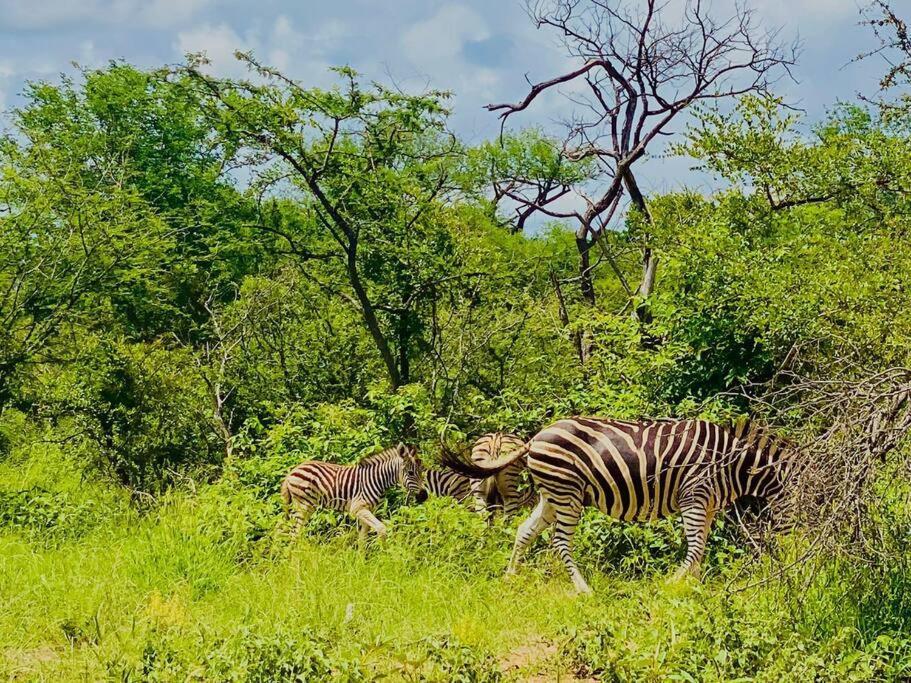 Ferienwohnung Wildheart Safari - Zesty Zebra Hoedspruit Exterior foto