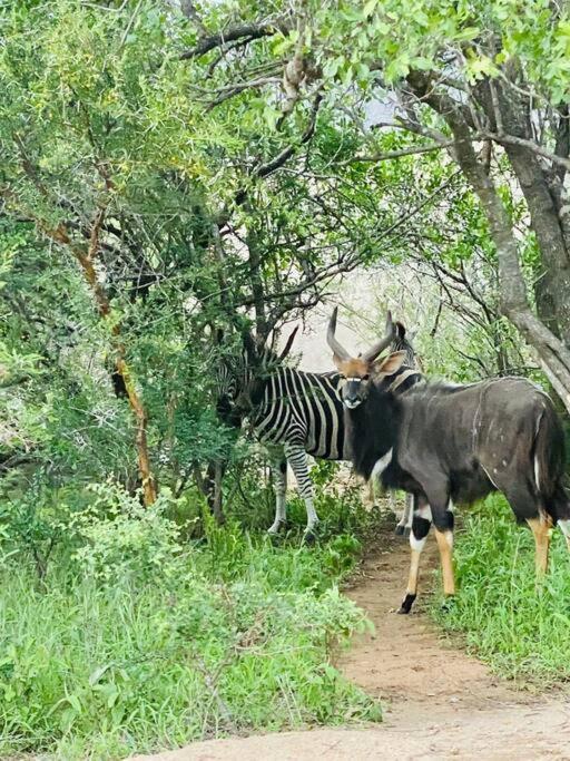 Ferienwohnung Wildheart Safari - Zesty Zebra Hoedspruit Exterior foto