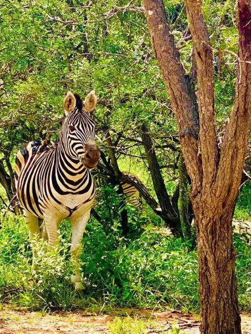 Ferienwohnung Wildheart Safari - Zesty Zebra Hoedspruit Exterior foto