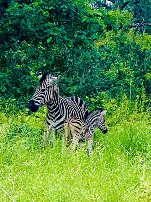 Ferienwohnung Wildheart Safari - Zesty Zebra Hoedspruit Exterior foto